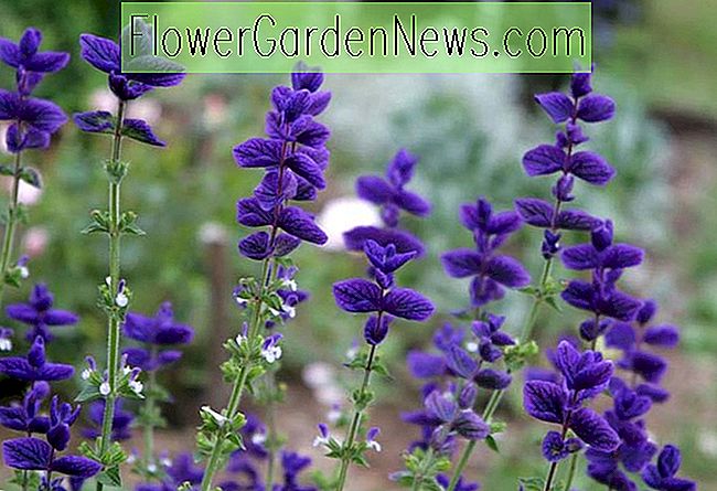 Salvia horminum 'Blue' (ประจำปี Sage)