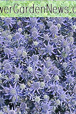 Eryngium Blue Glitter, Eryngo Blue Glitter, Eryngium Blue Glitter, Eryngium Blue Glitter, Plante de sol uscat, Plante de soluri nisipoase, Flori albastre, Paste albastre