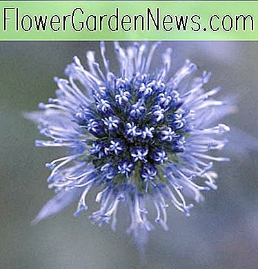Eryngium planum 'Blue Glitter' (Seestern)