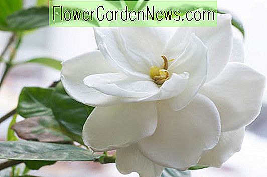 Favorit Gardenia Varianter - Komplet Udvælgelses Guide
