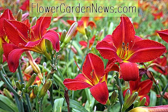 Daylilies enanos: una selección de Pretty Hemerocallis