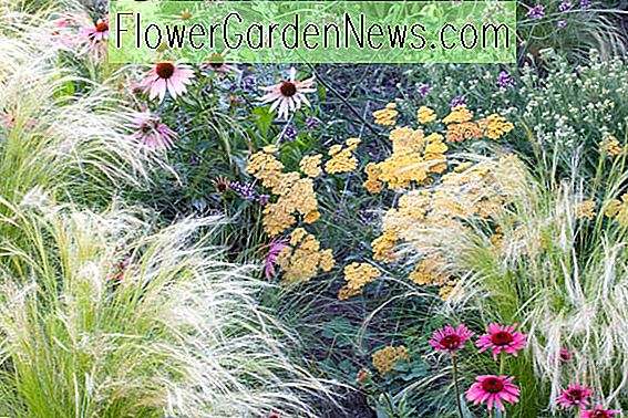 Coneflowers, Echinacea, Echinacea Purpurea, Lila Coneflower, Echinacea Hybrider, Coneflowers, Cone Flowers, Coneflower, Torka toleranta växter