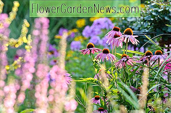 Coneflowers (Echinacea): Gemmes dans le jardin