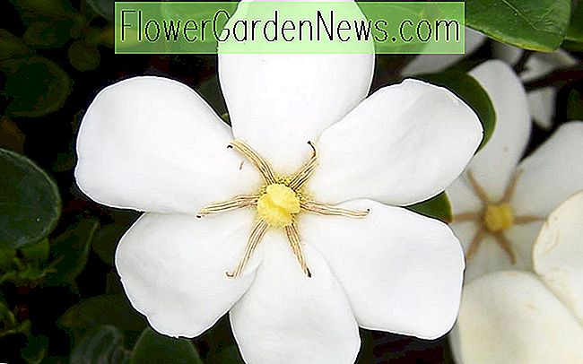 Gardenia jasminoides 'Daisy' (Cape Jasmin)