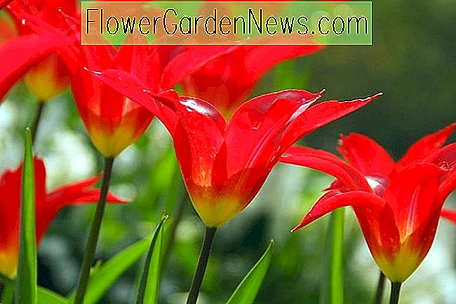 Tulipa 'Dyanito' (ดอกไม้ดอกลิลลี่ - Tulip)
