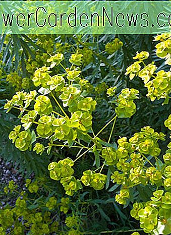 Euphorbia seguieriana subsp.  niciciana (Siberische wolfsmelk)