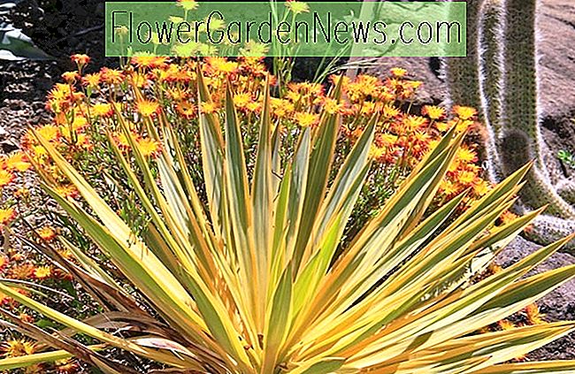 Yucca gloriosa 'Bright Star' (Dague espagnole)