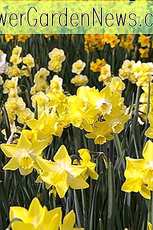 Narcissus Pipit, Daffodil 'Pipit', Jonquil 'Pipit', ดอกแดฟโฟดิล Jonquil, ดอกแดฟโฟดิล Jonquilla, หลอดไฟฤดูใบไม้ผลิ, ดอกไม้ฤดูใบไม้ผลิ, หลอดไฟออกดอกในฤดูใบไม้ผลิ