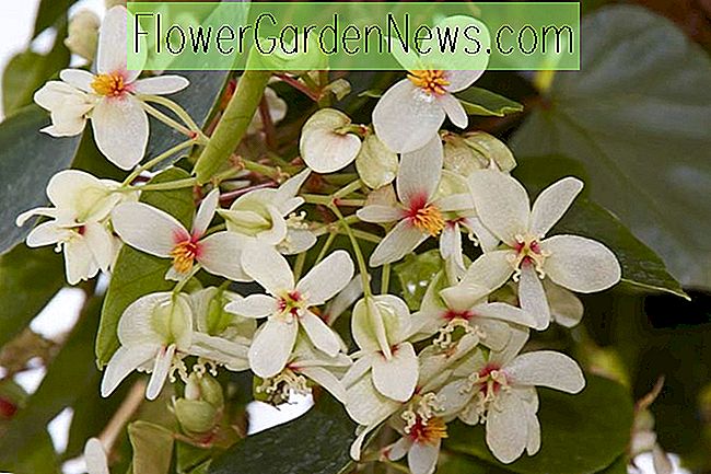 Begonia solananthera (เชื้อ Begonia บราซิล)