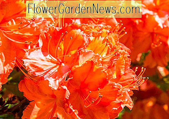 Rhododendron 'กิบ', 'กิบ' Rhododendron, 'Azalea ยิบรอลตา Azalea ผลัดใบ Azalea Midseason, Azaleas Knap Hill, Azaleas Exbury, ออเรนจ์ Azalea, Rhododendron ส้ม, ส้มดอกไม้พุ่ม