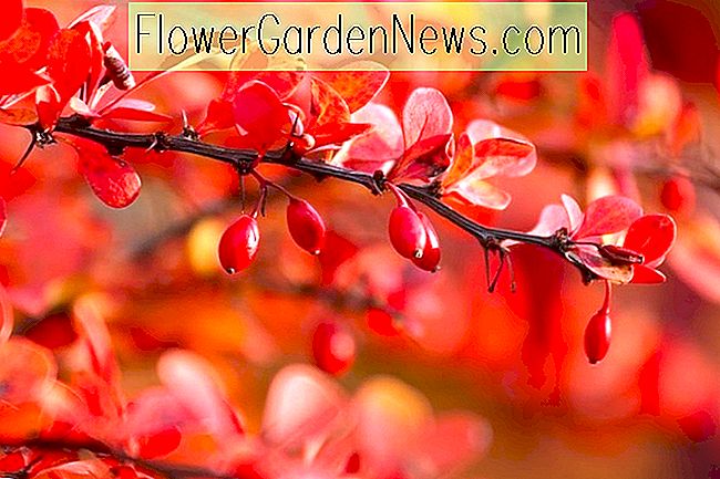 Arbuști mari cu culoarea căderii strălucitoare pentru grădinile din New England