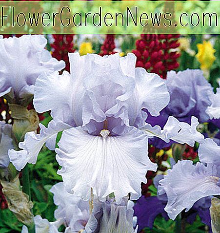 Iris 'Silverado' (Iris barbu)