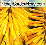 Kniphofia Butterblume, Red Hot Poker Butterblume, Poker Pflanze Butterblume, Torch Lily Butterblume, Tritoma Butterblume, AGM Kniphofia, orange Blüten, gelbe Blüten