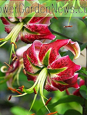 Lilium 'Black Beauty' (Orienpet Lily)