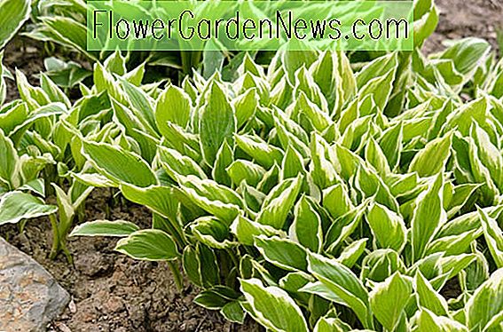 Hosta fortunei var.  hyacinthina (Hyacinthine Plantain Lily)