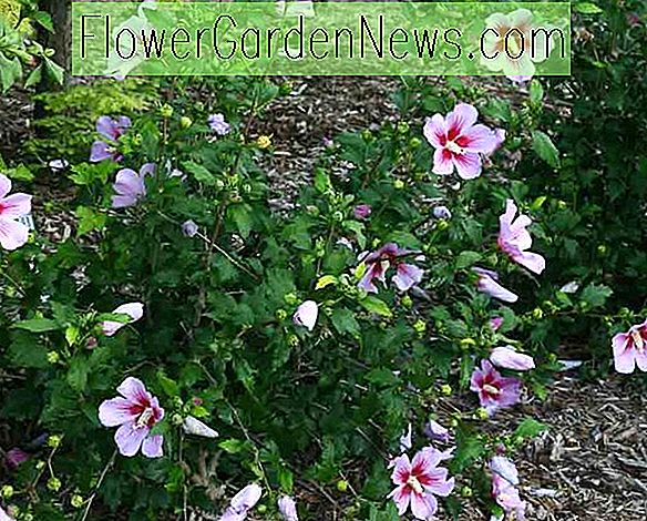 Hibiscus syriacus 'Orchideen Satin' (Rose von Sharon) 🌹 Nützliche Tipps