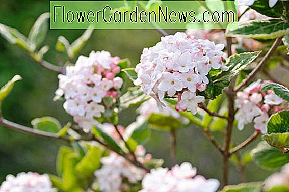 Viburnum carlesii (Koreanspice Viburnum)