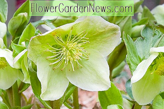 Helleborus x nigercors 'HGC Green Corsican' (Lenten Rose)