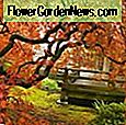 Acer palmatum 'BeniKawa' (Korallenrinde Ahorn) 🌹 Nützliche Tipps
