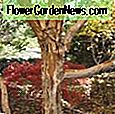 Acer palmatum 'BeniKawa' (Korallenrinde Ahorn) 🌹 Nützliche Tipps