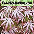 Acer palmatum 'BeniKawa' (Korallenrinde Ahorn) 🌹 Nützliche Tipps