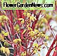Acer palmatum 'Seiryu' (Spitzenblatt Japanischer Ahorn) 🌹 Nützliche