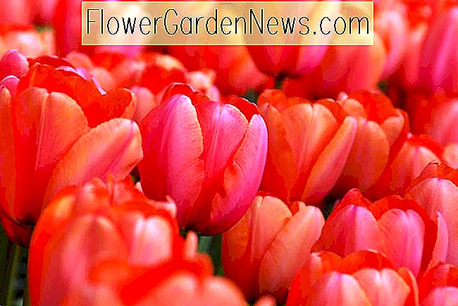 Tulipa 'Abricot Impression' (Darwin Hybrid Tulip)