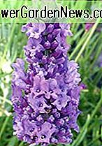 Lavandula x intermedia 'Hidcote Giant' (Lavendel)