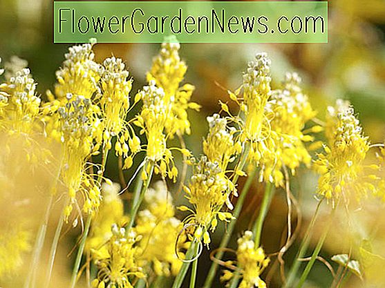 Allium flavum (czosnek o żółtych kwiatach)