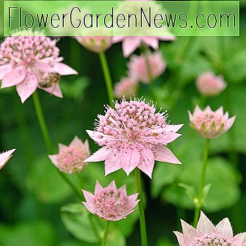 Astrantia Maxima, Masterwort más grande, perennes de verano, flores rosas, plantas perennes de sombra, plantas perennes de suelo húmedo
