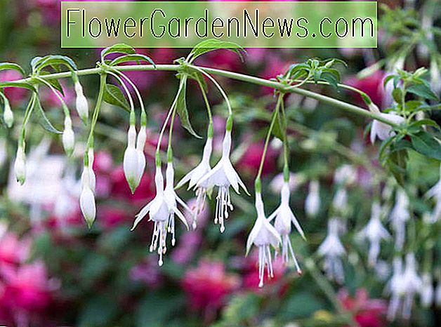 Fuchsia 'Hawkshead', Hardy Fuchsia 'Hawkshead', arbust înflorit, flori albe