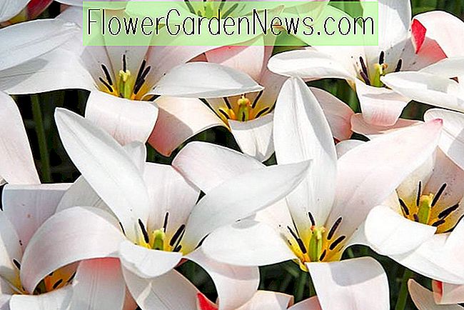 Tulipa Clusiana 'Lady Jane' (Botanische Tulp)
