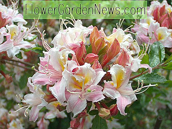 Rhododendron occidentale (Azaleea de Vest)