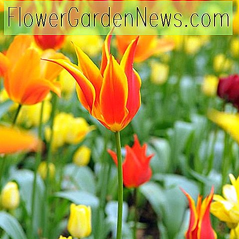 Tulipa 'Fly away' (Lily-Flowered Tulip)