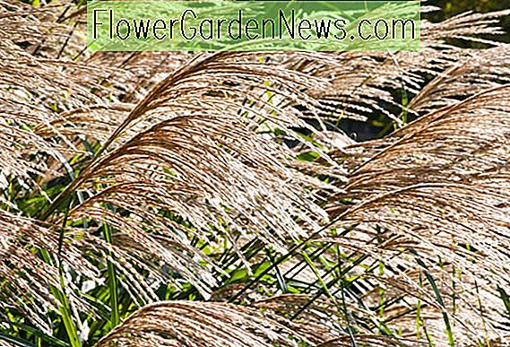 Miscanthus sinensis 'Silberfeder' (Maiden Grass)