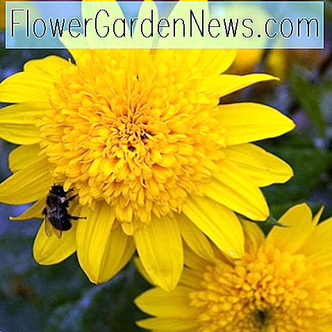 Helianthus 'Happy Days' (Girasol perenne) ? Consejos Útiles Jardineros Y  Jardineros | 2023