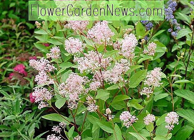Ceanothus × pallidus 'Marie Simon', แคลิฟอร์เนีย Lilac 'Marie Simon', ดอกไม้สีชมพู, พุ่มไม้หอม, ชมพูแคลิฟอร์เนีย Lilac, พุ่มไม้ทนแล้ง, 