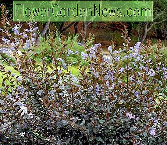 Ceanothus 'Tuxedo' (California Lilac)