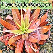 Aloe microstigma, Cape Speckled Aloe, Aloe brunnthaleri, Aloe juttae, Oranžinės gėlės, Succulents, Aloes, Sausumos tolerancijos augalai