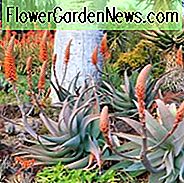 Aloe rubroviolacea, arabijos alavas, oranžinės gėlės, sukulentai, alos, sausros tolerancijos augalai