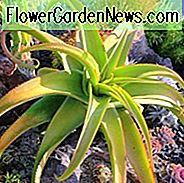 AAloe vanbalenii, Van Balen Aloe, aštuonkojai Aloe, oranžinės gėlės, geltonos gėlės Sukulentai, alavijai, sausrų atsparūs augalai
