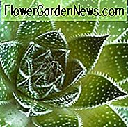 Aloe aristata, žibintuvėlis, alyvuogės aliejus, raudonos gėlės, Hardy Aloe, 