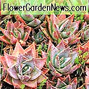 Aloe brevifolia, trumposios lapinės alavijas, trumpalaikės alavijas, raudonos gėlės