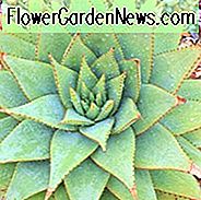 Aloe broomii, gyvatė Aloe, kalnų alavijai, apelsinų gėlės, sukulentai, alos, sausros tolerancijos augalai