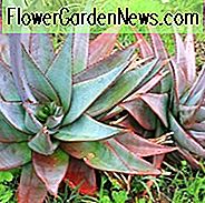 Aloe capitata var. kvarcicolitas, geltonos gėlės, sukulentai, alavijai, sausrų atsparūs augalai