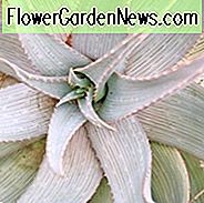 Aloe hereroensis, smėlio alavijai, alavijai ar ornamentai, geltonos gėlės, sukulentai, alos, sausros tolerancijos augalai