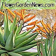 Aloe marlothii, kalnų alavija, plokšti gėlių alavijai, apelsinų gėlės, sukulentai, alavijai, sausrų atsparūs augalai, spygliuota alavija