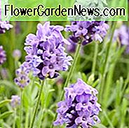 Levanda Thumbelina Leigh, lavandula angustifolia Thumbelina Leigh, Purpurinės gėlės, Sausumos atsparus augalas, Vasaros žydėjimas, kvapieji augalai