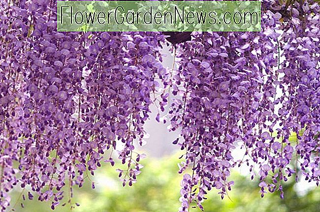 Wisteria floribunda 'Royal Purple' (glicinia japonesa)