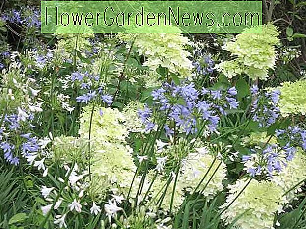 Hortensia Arborescens Incrediball, Hydrangea lisse Incrediball, Hydrangea Incrediball, Hortensia blanc, Meilleur hortensias